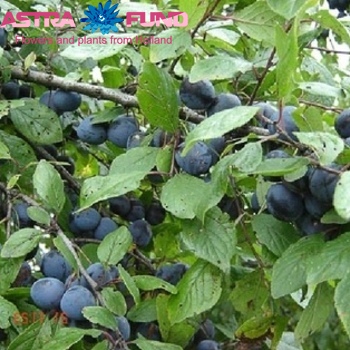 Prunus Cer.Morel (Laagstam) photo