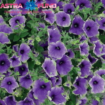 Alpina Frances Rivis fotó