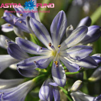 Agapanthus Bluety photo