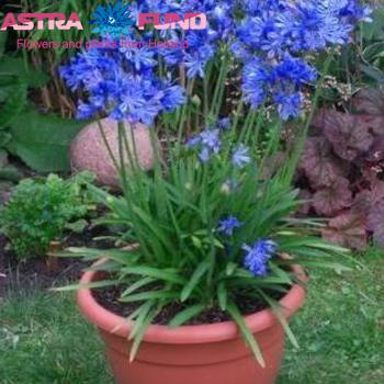 Agapanthus Charlotte photo