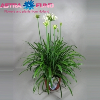 Agapanthus Whitney foto