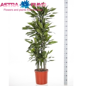 Dracaena Cintho Carrousel fotó