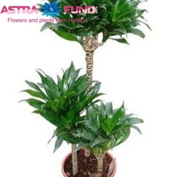Dracaena Comp Compacta fotó