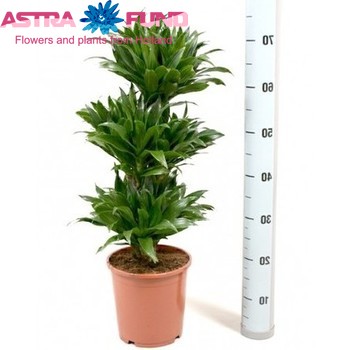 Dracaena Comp Compacta Branched fotó