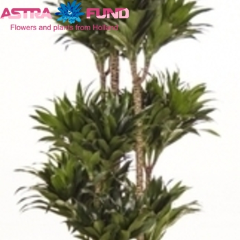 Dracaena Comp Compacta Carrousel fotó