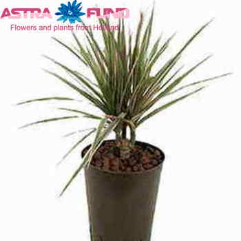 Dracaena Marg Bicolor Heads fotografija