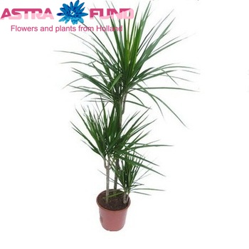 Dracaena Marg Marginata fotografija
