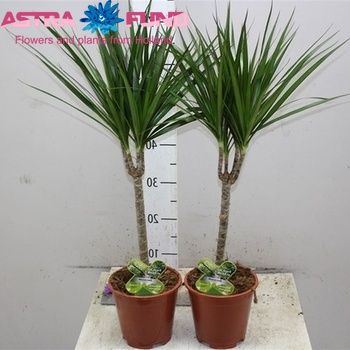 Dracaena Marg Single Stem fotografija