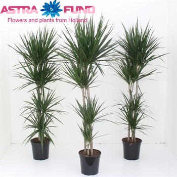 Dracaena Marginata fotografie