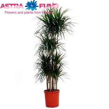 Dracaena Marginata Carrousel fotografie