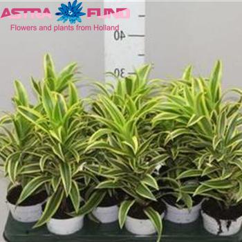 Dracaena Refl Song Of India Branched fotografie