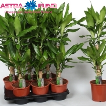 Dracaena Steudneri fotografija