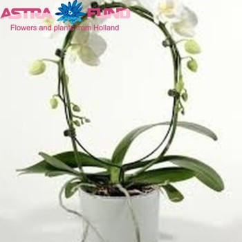 Phalaenopsis Boog 2 tak fotó