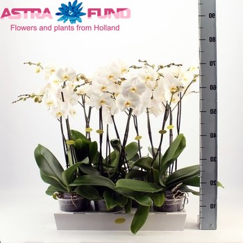 Phalaenopsis Cambridge 2 tak fotó