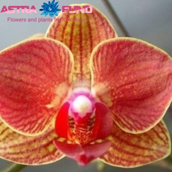 Phalaenopsis Grad Moskov 2-tak photo