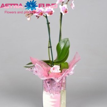 Phalaenopsis In Vaas+Doekje fotografija