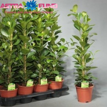 Ficus Moclame fotografie