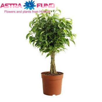 Ficus Natasja fotografie