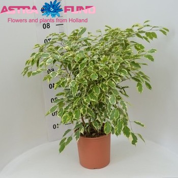 Ficus Samantha fotografie