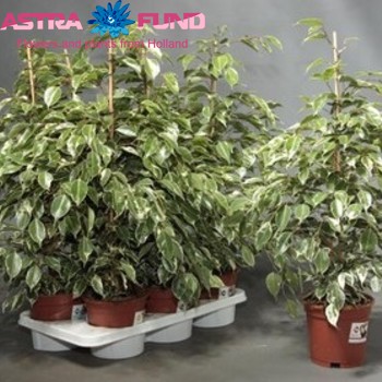 Ficus Twilight fotografie