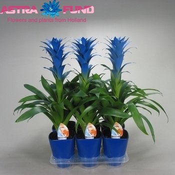 Guzmania Ocean Blue фото