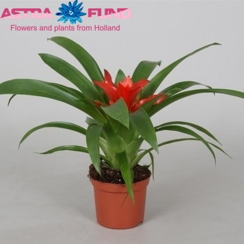 Guzmania Tempo foto