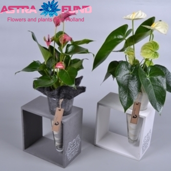 Houten Kader+Anthurium photo