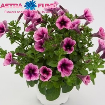 Petunia Casc.Rim Violet fotografija