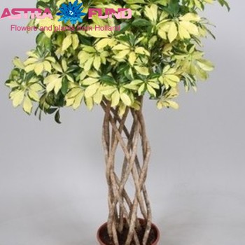 Schefflera Trinette Cylinder fotografija