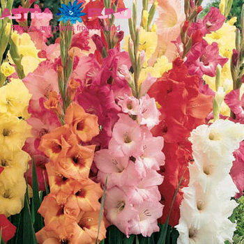 Gladiolus grootbloemig mixkar foto
