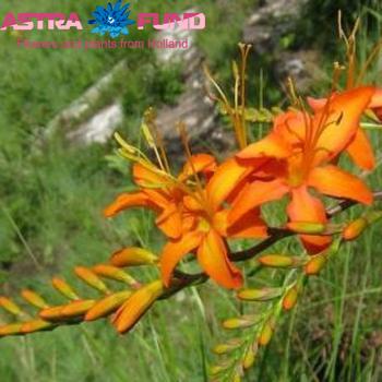 Crocosmia masonorum overig photo