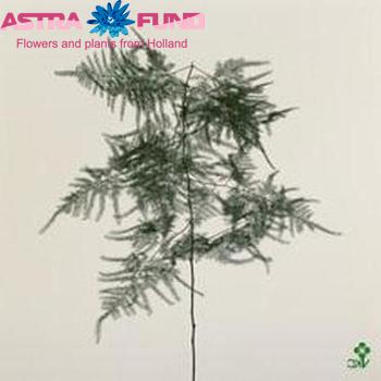 Asparagus setaceus extra veren photo