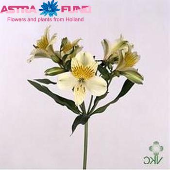 Alstroemeria Moving Star Foto