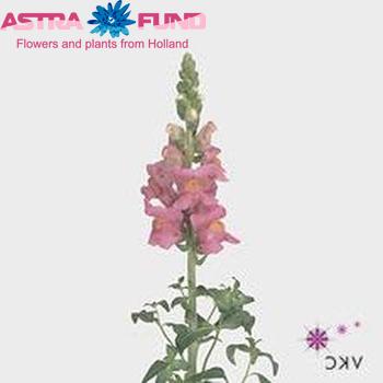 Antirrhinum majus 'Animation Donkerrose' photo