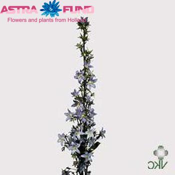 Campanula persicifolia (blauw) fotografie