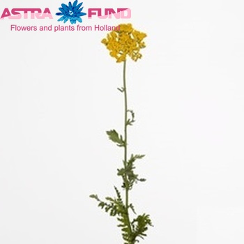 Achillea 'Coronation Gold' photo
