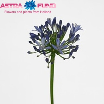 Agapanthus Atlantic Ocean photo
