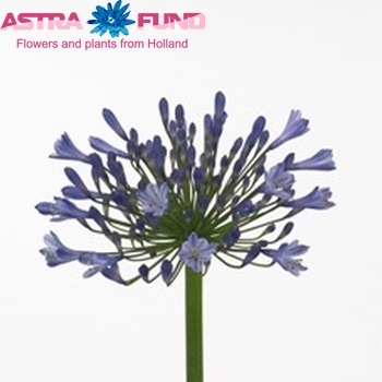 Agapanthus 'Blue Heaven' photo
