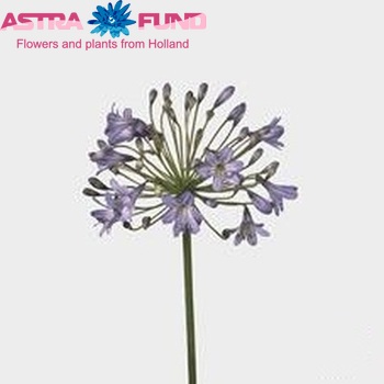 Agapanthus 'Blue Triumphator' photo