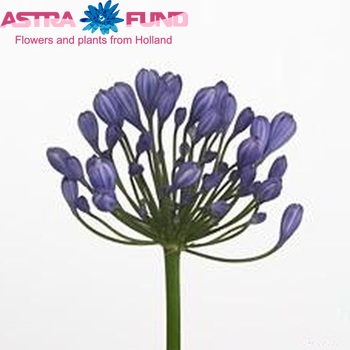 Agapanthus 'Buddy Blue' photo