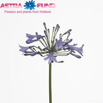 Agapanthus 'Columba' photo