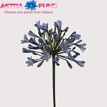 Agapanthus 'Donau' photo