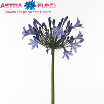 Agapanthus 'Dr. Brouwer' foto