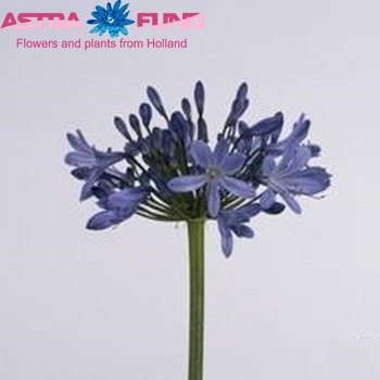 Agapanthus 'Elisabeth' foto