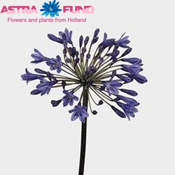 Agapanthus 'Intermedius' foto