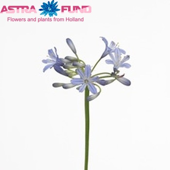 Agapanthus 'Kobold' foto