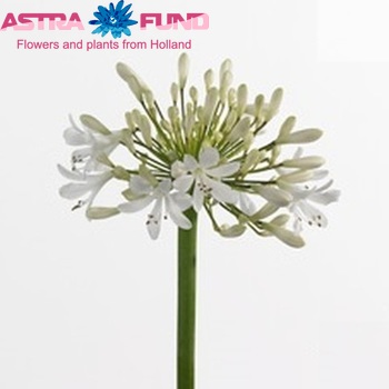 Agapanthus 'Leicester' foto