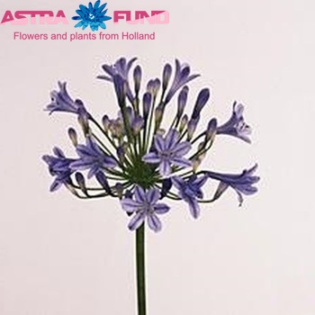 Agapanthus 'Martine' foto
