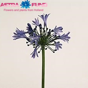 Agapanthus 'Mediterranee' foto