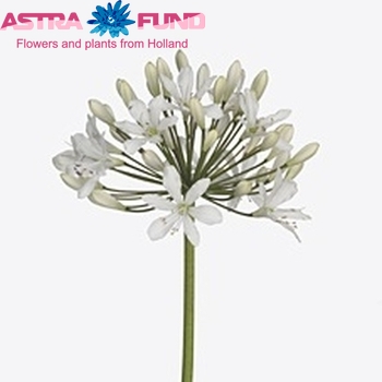 Agapanthus 'Polar Ice' foto